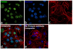 PSMB5 Antibody in Immunocytochemistry (ICC/IF)