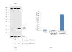 PSMB5 Antibody