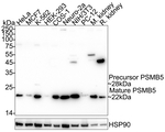 PSMB5 Antibody in Western Blot (WB)