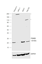 PSMB5 Antibody in Western Blot (WB)