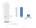 PSMB5 Antibody in Western Blot (WB)