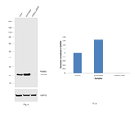 PSMB5 Antibody in Western Blot (WB)