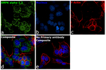 AMPK alpha-1,2 Antibody in Immunocytochemistry (ICC/IF)