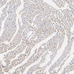 AMPK alpha-1,2 Antibody in Immunohistochemistry (Paraffin) (IHC (P))