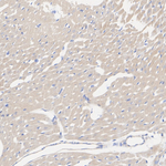 AMPK alpha-1,2 Antibody in Immunohistochemistry (Paraffin) (IHC (P))
