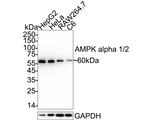 AMPK alpha-1,2 Antibody in Western Blot (WB)
