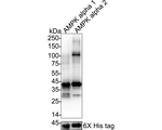 AMPK alpha-1,2 Antibody in Western Blot (WB)