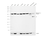 AMPK alpha-1,2 Antibody in Western Blot (WB)