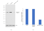 AMPK alpha-1,2 Antibody in Western Blot (WB)