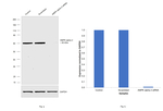 AMPK alpha-1,2 Antibody in Western Blot (WB)