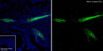 DCC Antibody in Immunohistochemistry (Frozen) (IHC (F))
