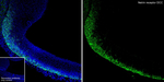 DCC Antibody in Immunohistochemistry (Frozen) (IHC (F))