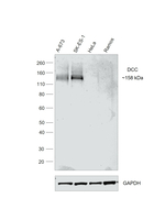 DCC Antibody