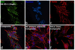 DCC Antibody