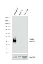 TREM2 Antibody