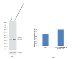 TREM2 Antibody