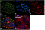 LRP2 Recombinant Rabbit Monoclonal Antibody (PSH04-52)