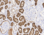 LRP2 Antibody in Immunohistochemistry (Paraffin) (IHC (P))
