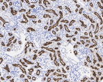 LRP2 Antibody in Immunohistochemistry (Paraffin) (IHC (P))