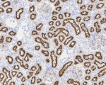 LRP2 Antibody in Immunohistochemistry (Paraffin) (IHC (P))