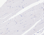 LRP2 Antibody in Immunohistochemistry (Paraffin) (IHC (P))
