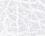 LRP2 Antibody in Immunohistochemistry (Paraffin) (IHC (P))