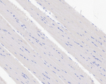LRP2 Antibody in Immunohistochemistry (Paraffin) (IHC (P))