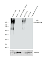 LRP2 Antibody