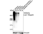 LRP2 Antibody in Western Blot (WB)