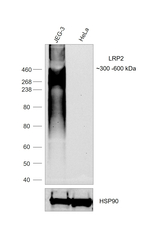 LRP2 Antibody in Western Blot (WB)
