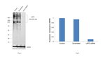 LRP2 Antibody in Western Blot (WB)