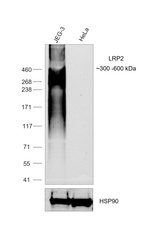 LRP2 Antibody in Western Blot (WB)