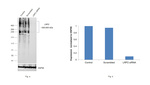 LRP2 Antibody