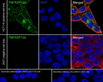 DR4 Antibody in Immunocytochemistry (ICC/IF)