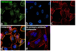 DR4 Antibody in Immunocytochemistry (ICC/IF)