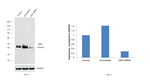 DR4 Antibody