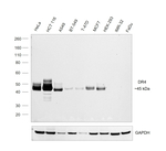 DR4 Antibody