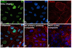 FOXL2 Antibody in Immunocytochemistry (ICC/IF)