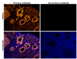 FOXL2 Antibody in Immunohistochemistry (Paraffin) (IHC (P))