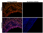 FOXL2 Antibody in Immunohistochemistry (Paraffin) (IHC (P))