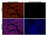 FOXL2 Antibody in Immunohistochemistry (Paraffin) (IHC (P))
