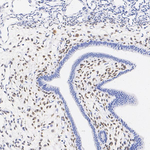 FOXL2 Antibody in Immunohistochemistry (Paraffin) (IHC (P))