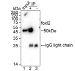 FOXL2 Antibody in Immunoprecipitation (IP)