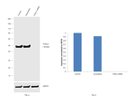 FOXL2 Antibody