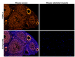 FOXL2 Antibody
