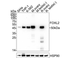 FOXL2 Antibody in Western Blot (WB)