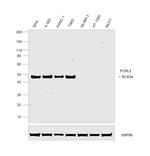 FOXL2 Antibody in Western Blot (WB)