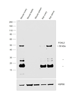 FOXL2 Antibody in Western Blot (WB)