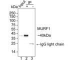 MURF1 Antibody in Immunoprecipitation (IP)