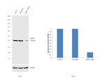 MURF1 Antibody